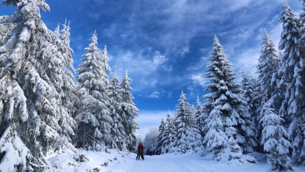 Osoba na nartach biegowych w zimowym krajobrazie